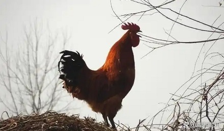 公鸡为什么打鸣?