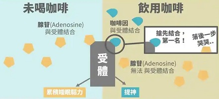 为什么喝咖啡能够提神?