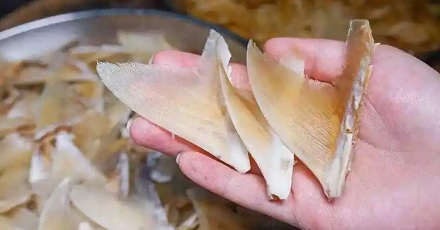 人们为什么只吃鲨鱼的鱼翅,却不吃鲨鱼肉?