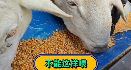 偷吃玉米的羊,为啥会中毒?