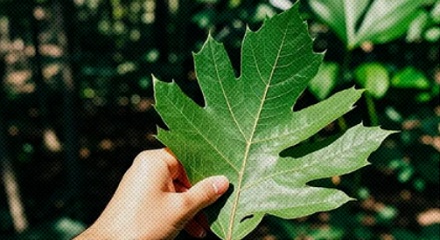 为什么在野外,干万不能用叶子擦屁股?