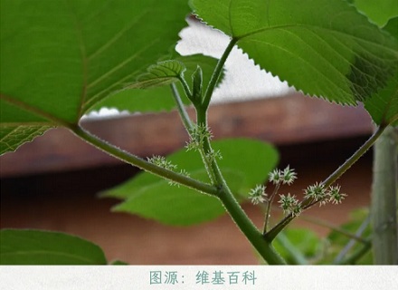 为什么在野外,干万不能用叶子擦屁股?