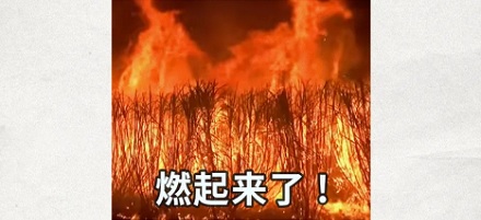 农民收甘蔗前,为什么要先在地里放一把火?