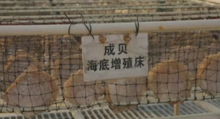 为什么核电站可以产珍珠?