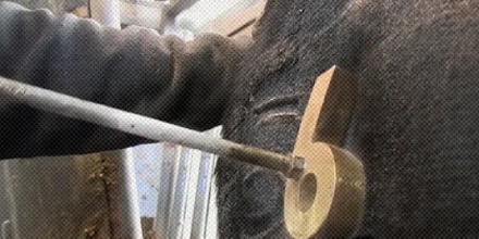 用烙铁给牛打标记时,牛为什么感觉不到疼?