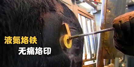用烙铁给牛打标记时,牛为什么感觉不到疼?