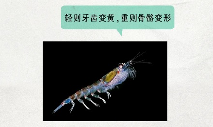 为啥北极甜虾这么抢手,量大管饱的南极磷虾却没人吃?(详)