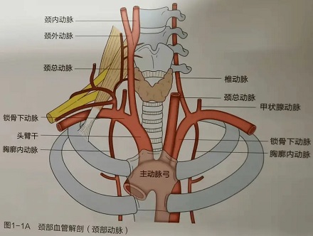 为什么说按摩时要避开脖子?