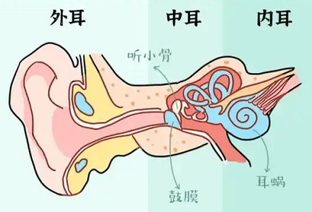 为什么人吃太饱容易听不清?