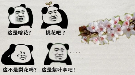 怎么区分桃花、杏花、李花、樱花、梨花和梅花?