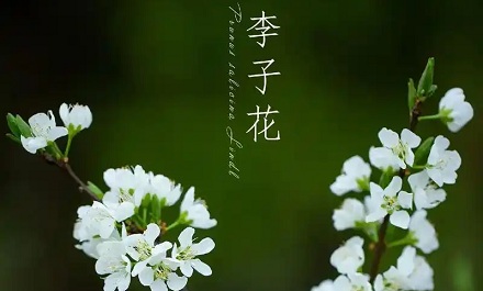 怎么区分桃花、杏花、李花、樱花、梨花和梅花?