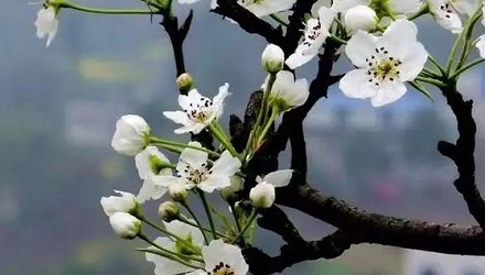 怎么区分桃花、杏花、李花、樱花、梨花和梅花?