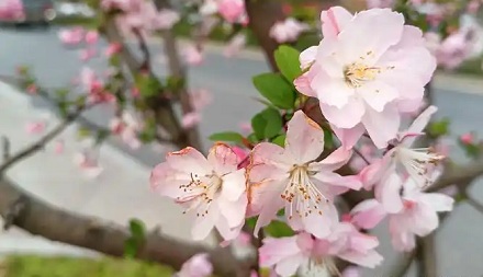 怎么区分桃花、杏花、李花、樱花、梨花和梅花?