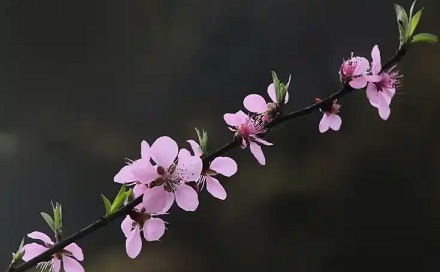怎么区分桃花、杏花、李花、樱花、梨花和梅花?