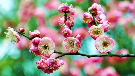 怎么区分桃花、杏花、李花、樱花、梨花和梅花?
