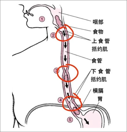 「倒立喝水」能喝进肚子里吗?