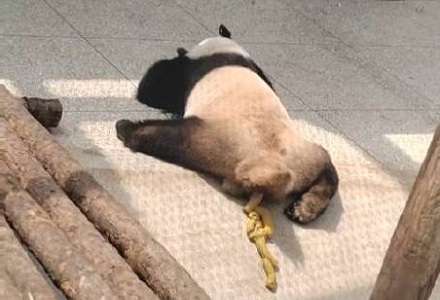 为什么大熊猫会边吃边拉?