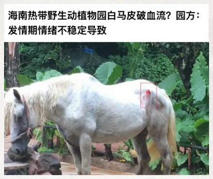 为什么景区的马都需要被阉割?