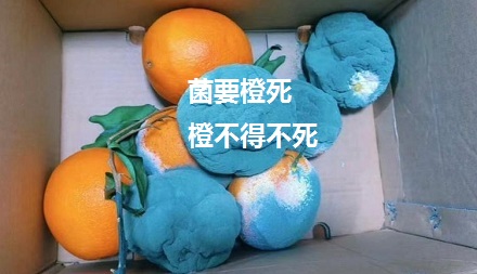 为什么有的橘子剥开里面的皮是绿色的?还能吃吗?