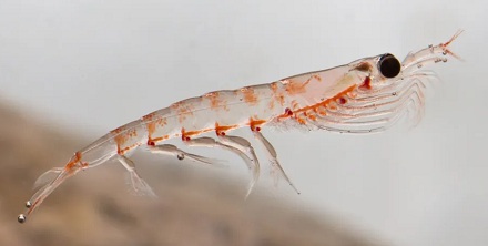 为什么没人吃量大管饱的南极磷虾？