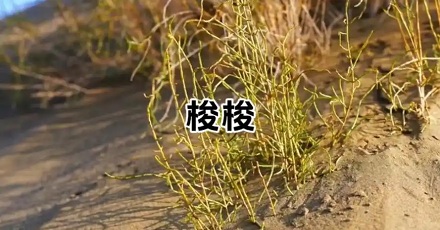 防风固沙为什么要种梭梭树?