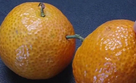 为什么砂糖橘上会有个洞?