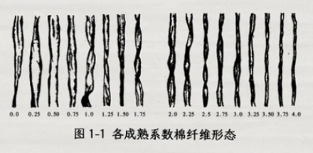 为什么湿毛巾抽人比干毛巾疼 10 倍?