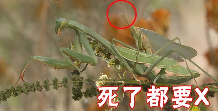 为什么螳螂没了头还能交配？