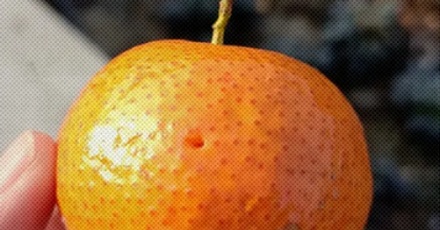 为什么有些砂糖橘上会有个洞?