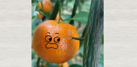 为什么有些砂糖橘上会有个洞?
