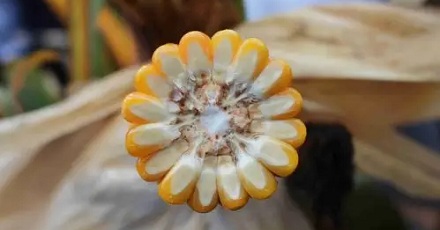 为什么玉米棒的总数基本是偶数?