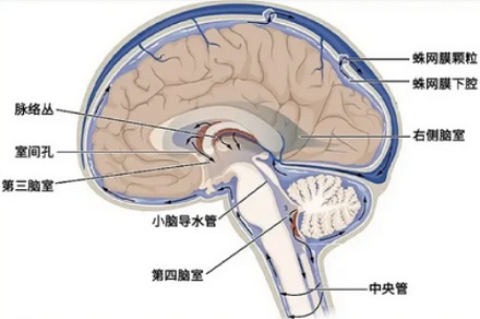 为什么尝到鼻涕变得甜甜的必须马上去医院?