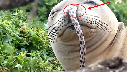 海豹为什么要把鳗鱼插进鼻孔里?
