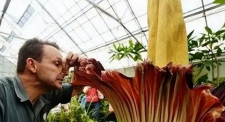 为什么说魔芋是一道「荤菜」?