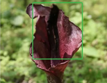 为什么说魔芋是一道「荤菜」?