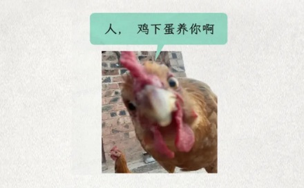 为什么国外动不动就有「鸡蛋荒」,中国却很少?