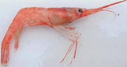 日料店里的甜虾，为什么是甜甜的？