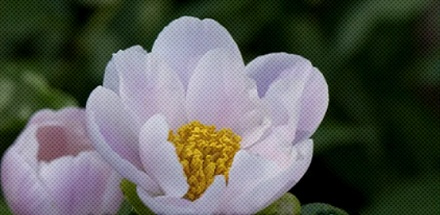 已经开花的芍药为什么必须放进冰箱里？