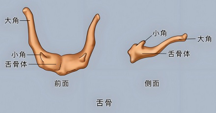 人体中的哪块骨头与其他骨头不相连？