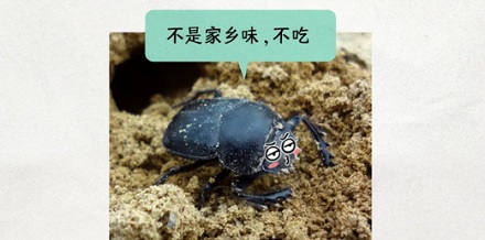 屎壳郎吃屎也会挑食吗？