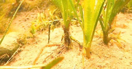 为什么生长在水里的植物不会腐烂?