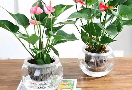 为什么生长在水里的植物不会腐烂?