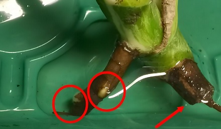 为什么生长在水里的植物不会腐烂?