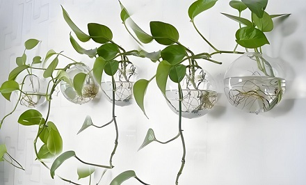 为什么生长在水里的植物不会腐烂?