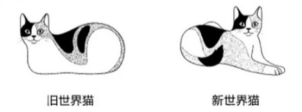 旧世界猫和新世界猫是什么东西？有什么区别？