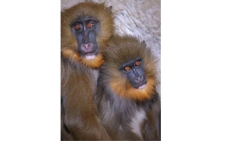 旧世界猫和新世界猫是什么东西？有什么区别？