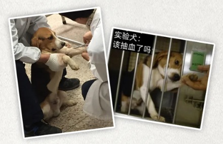 为什么有的药品说明书里会出现比格犬?