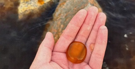 为什么说在海边看到透明「爆爆珠」千万别下水？