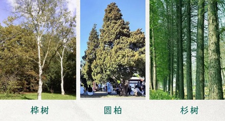 为什么说春天要小心那些看起来「不会开花的树」？