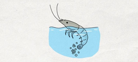 为什么菜市场买来的对虾，从来见不到虾籽？